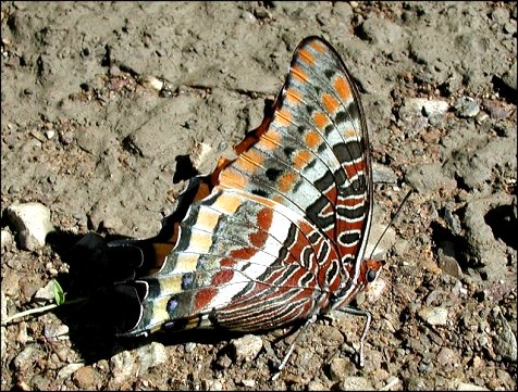 Charaxes jasius 16