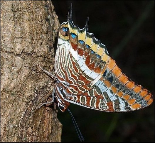 Charaxes jasius 17