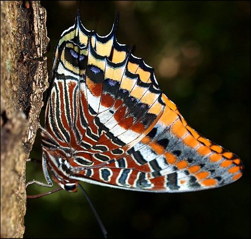 Charaxes jasius 18