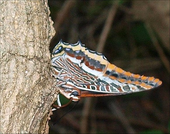 Charaxes jasius 19