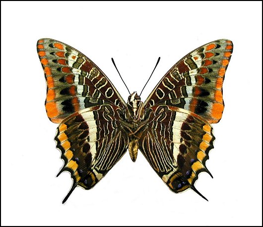 Charaxes jasius 2
