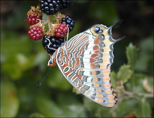 Charaxes jasius 20