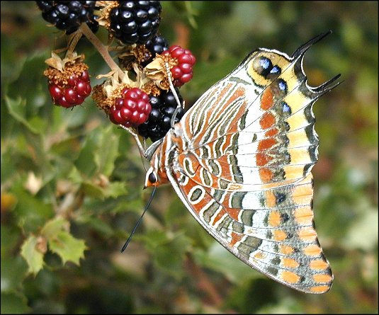 Charaxes jasius 21