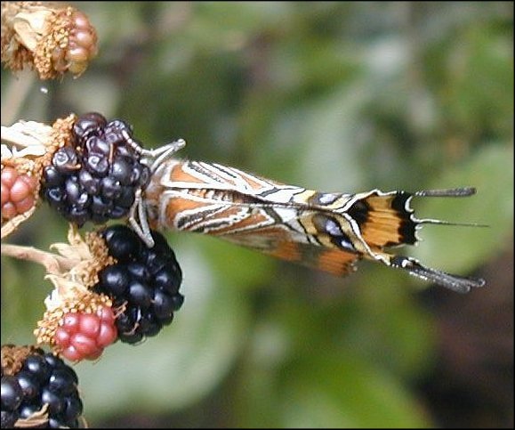 Charaxes jasius 22