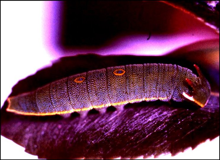 Charaxes jasius 23