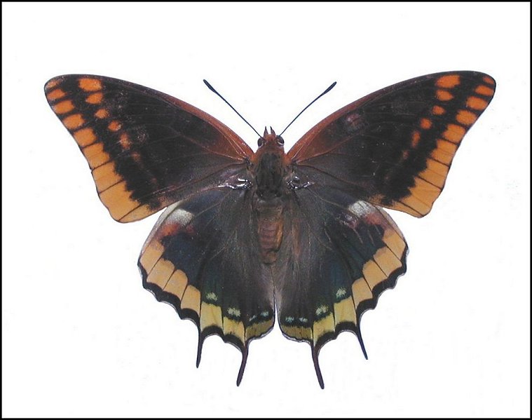 Charaxes jasius 3