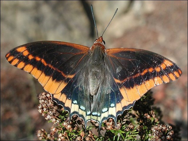 Charaxes jasius 5