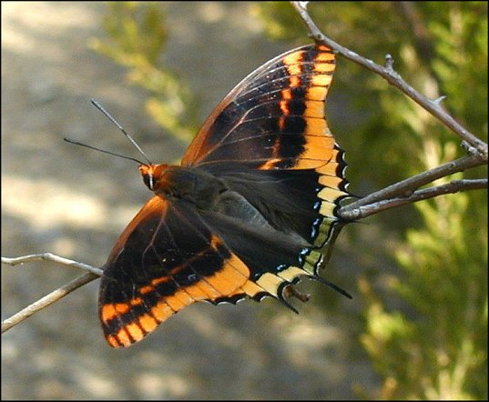 Charaxes jasius 7