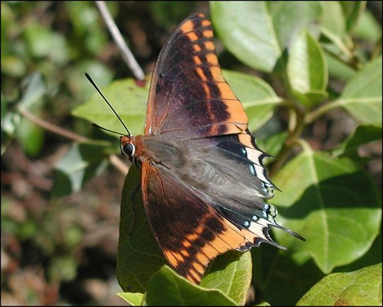 Charaxes jasius 8