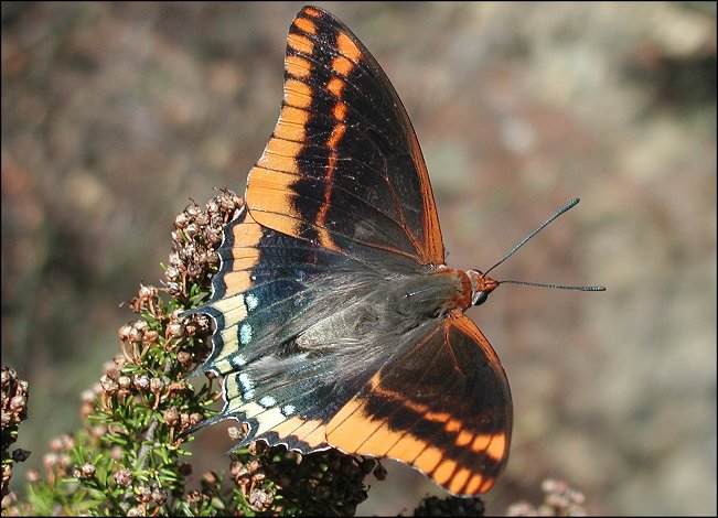 Charaxes jasius 9