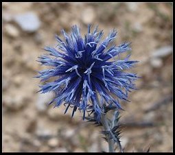 Chardon en boule