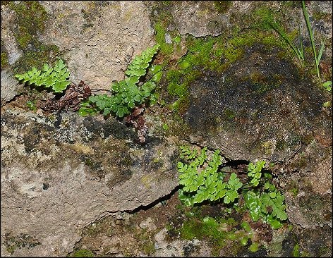 Cheilanthes acrostica 1