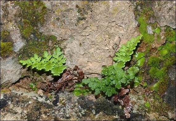 Cheilanthes acrostica 2