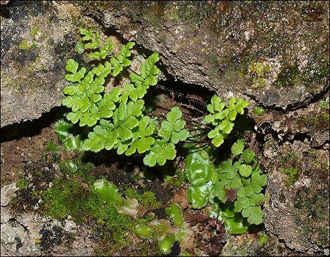 Cheilanthes acrostica 3
