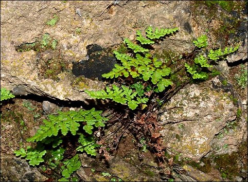 Cheilanthes acrostica 4