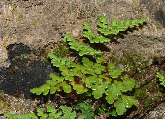Cheilanthes acrostica 5