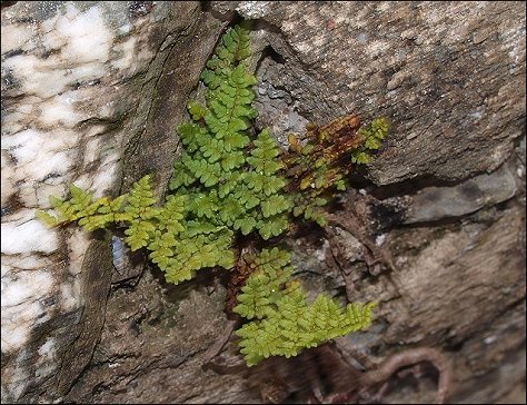 Cheilanthes acrostica 6