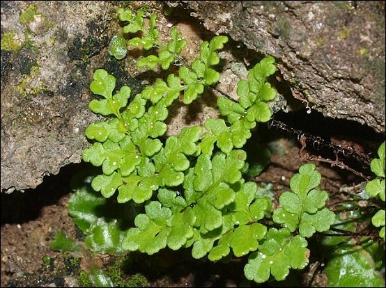 Cheilanthes acrostica 7