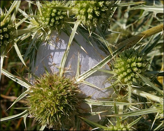 Cheiracanthium punctorium 1