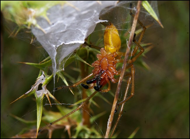 Cheiracanthium punctorium 10
