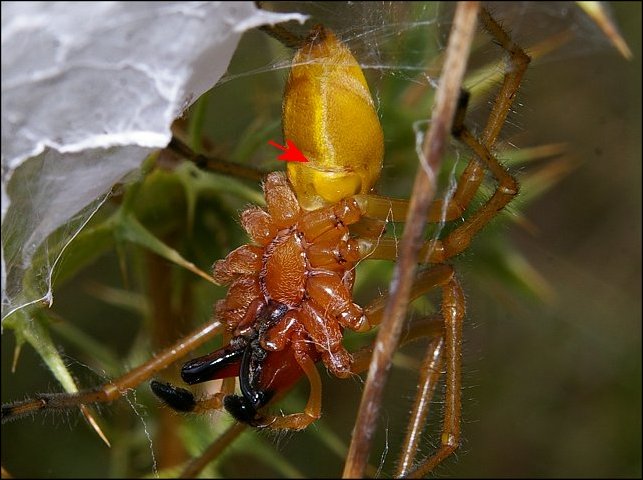Cheiracanthium punctorium 11