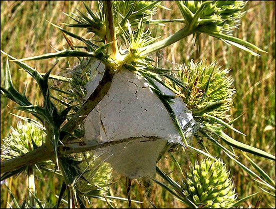 Cheiracanthium punctorium 2