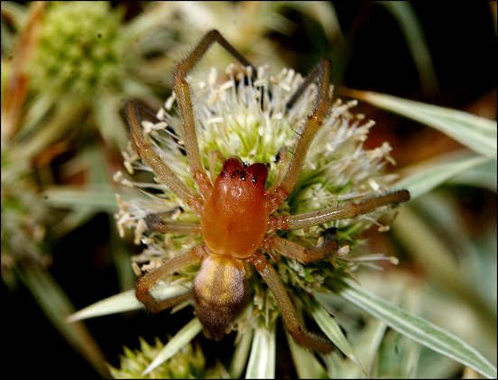 Cheiracanthium punctorium 3