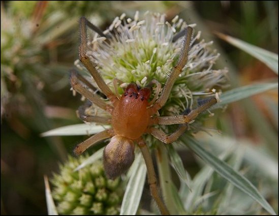 Cheiracanthium punctorium 4