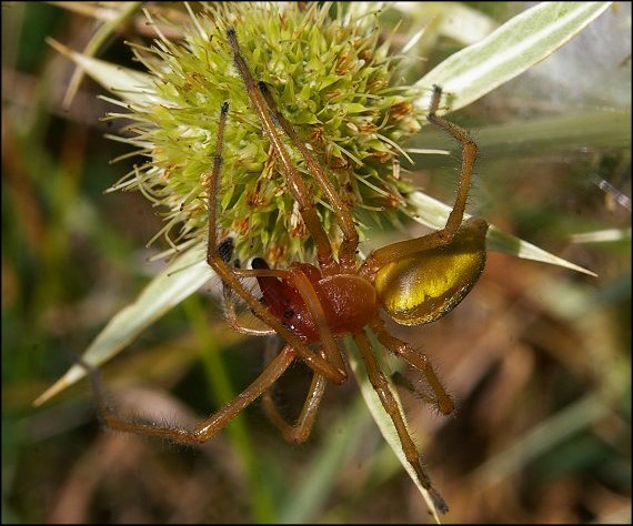 Cheiracanthium punctorium 5