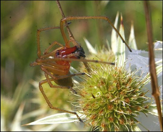 Cheiracanthium punctorium 6