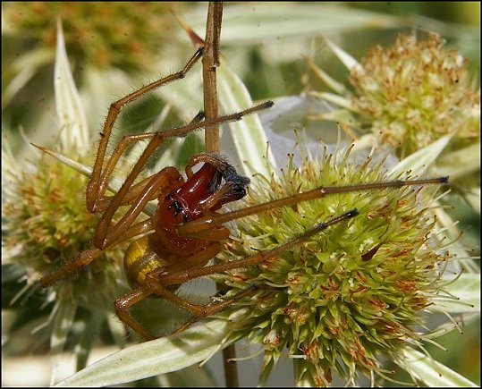 Cheiracanthium punctorium 8