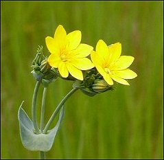 Chlora perfolie