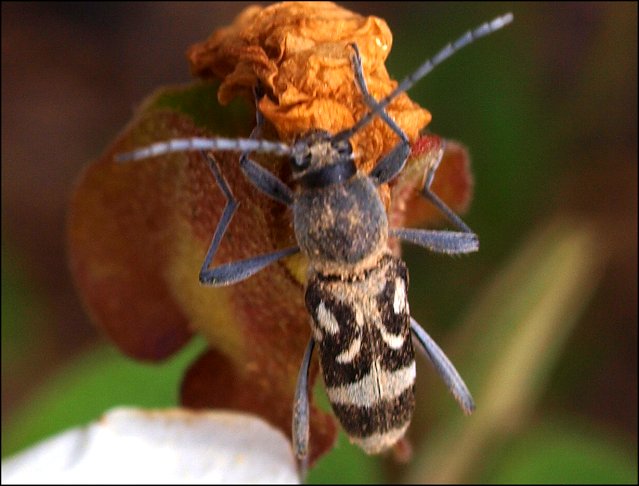 Chlorophorus figuratus 1