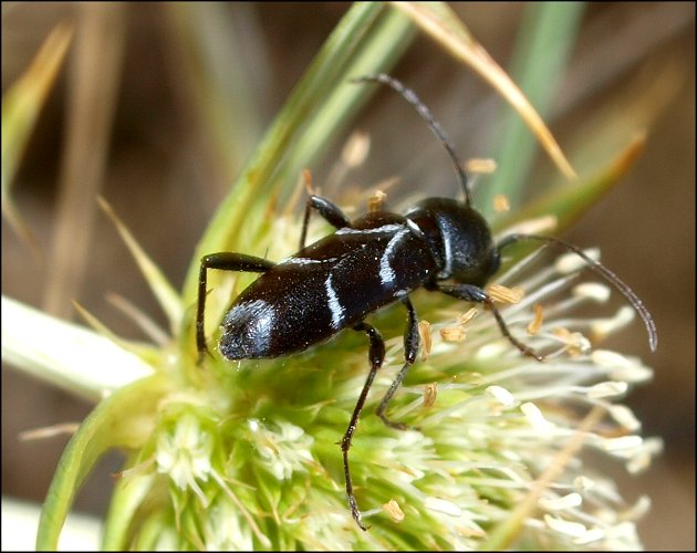 Chlorophorus sartor 1