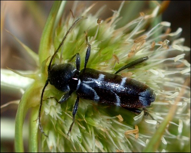 Chlorophorus sartor 2