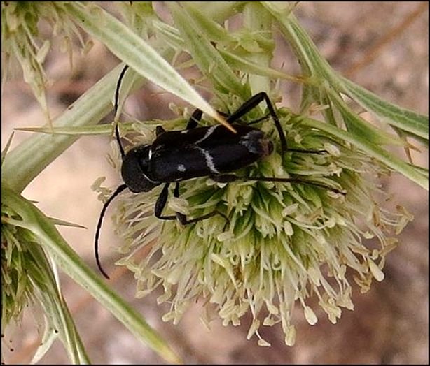 Chlorophorus sartor 3