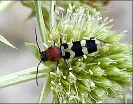 Chlorophorus trifasciatus 1