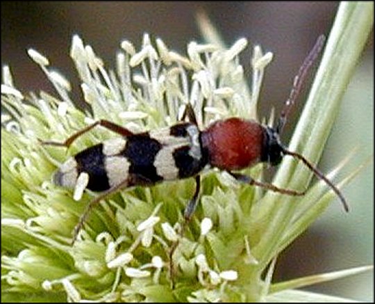Chlorophorus trifasciatus 2