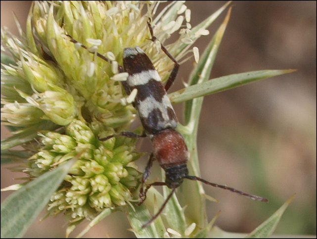 Chlorophorus trifasciatus 3