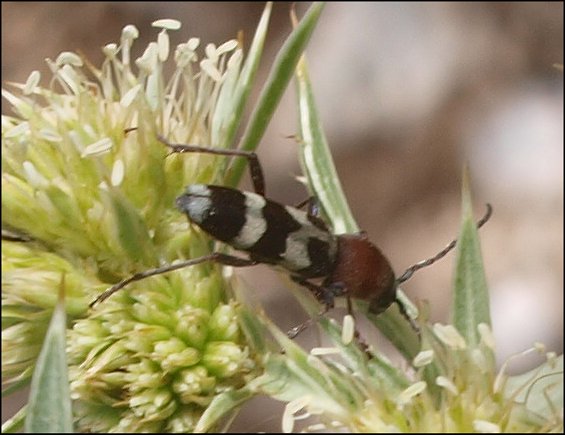 Chlorophorus trifasciatus 4