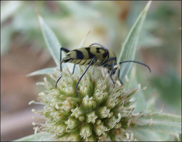Chlorophorus varius 10