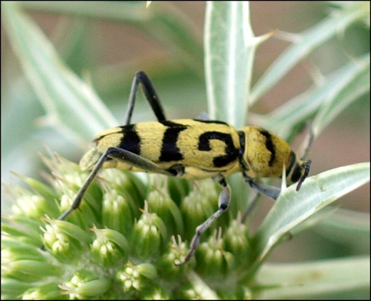 Chlorophorus varius 2