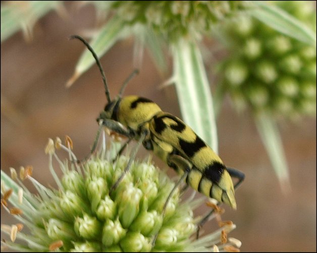 Chlorophorus varius 3