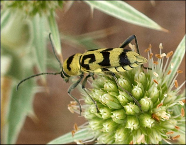 Chlorophorus varius 4