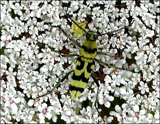 Chlorophorus varius 5