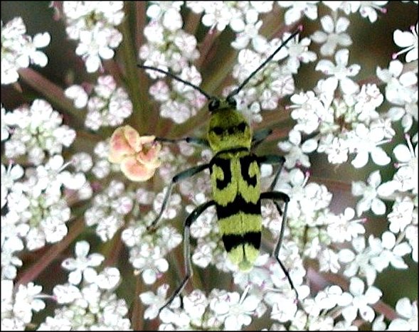 Chlorophorus varius 6