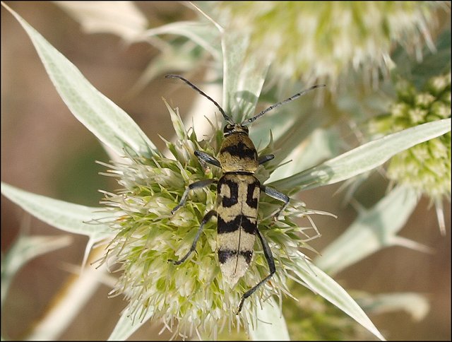 Chlorophorus varius 7