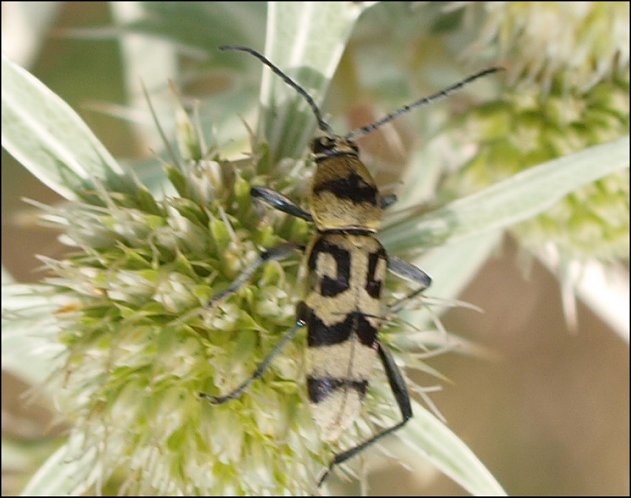 Chlorophorus varius 8