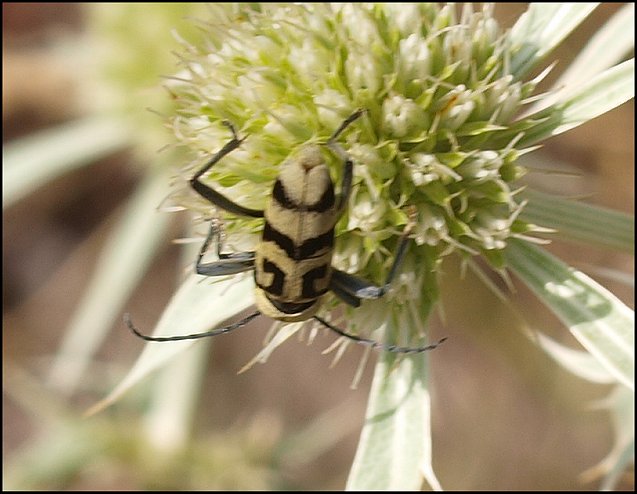 Chlorophorus varius 9