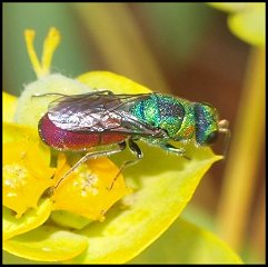 Chryside commune